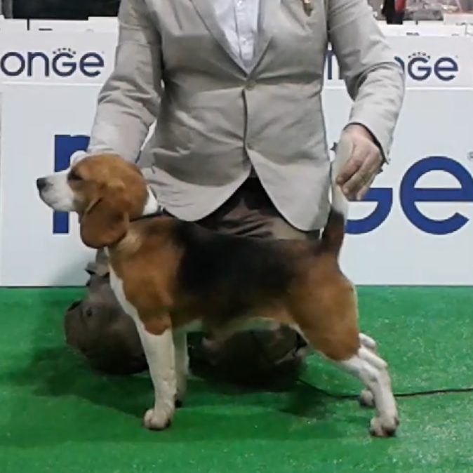 allevamento beagle torino napoli cuccioli