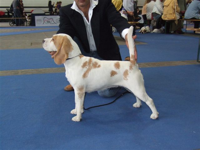 allevamento beagle torino napoli cuccioli