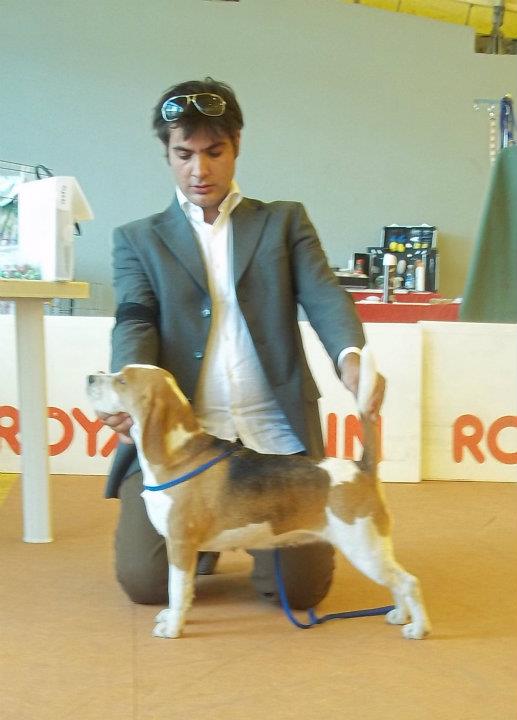 allevamento beagle torino napoli cuccioli