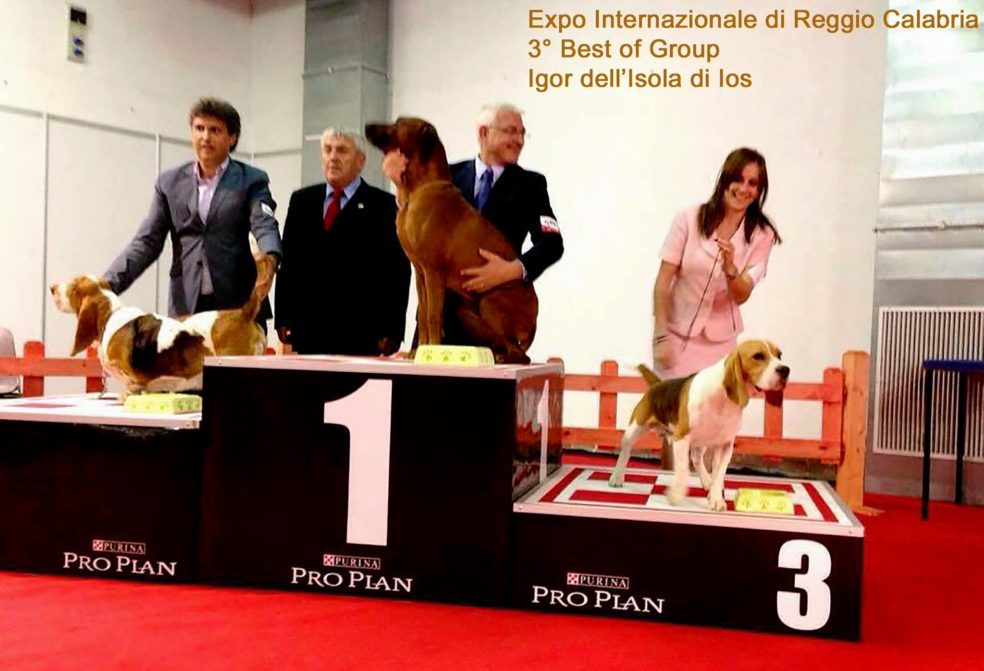 allevamento beagle torino napoli cuccioli