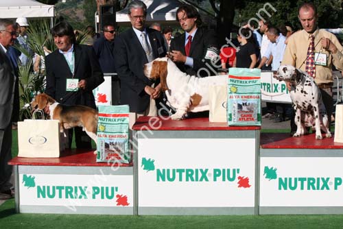 allevamento beagle torino napoli cuccioli