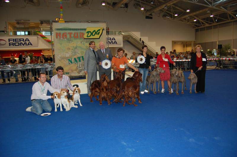 allevamento beagle torino napoli cuccioli