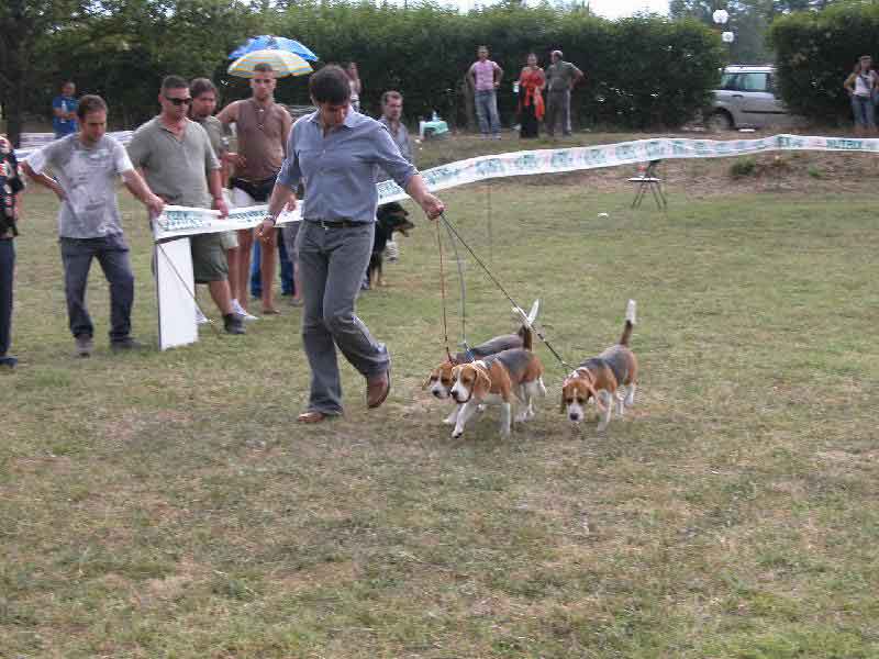 allevamento beagle torino napoli cuccioli