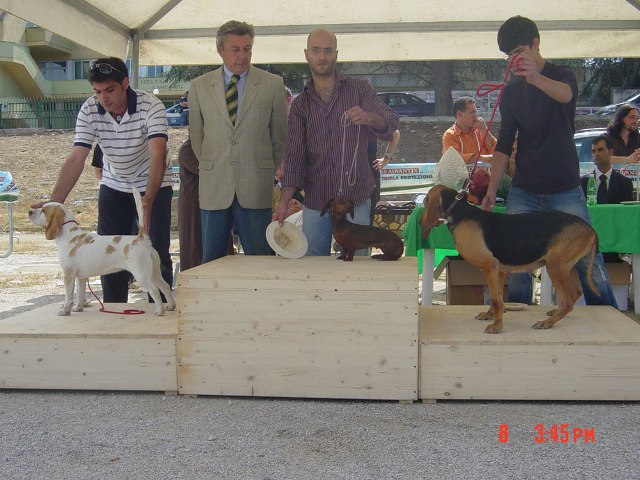 allevamento beagle torino napoli cuccioli