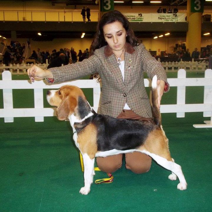 allevamento beagle torino napoli cuccioli