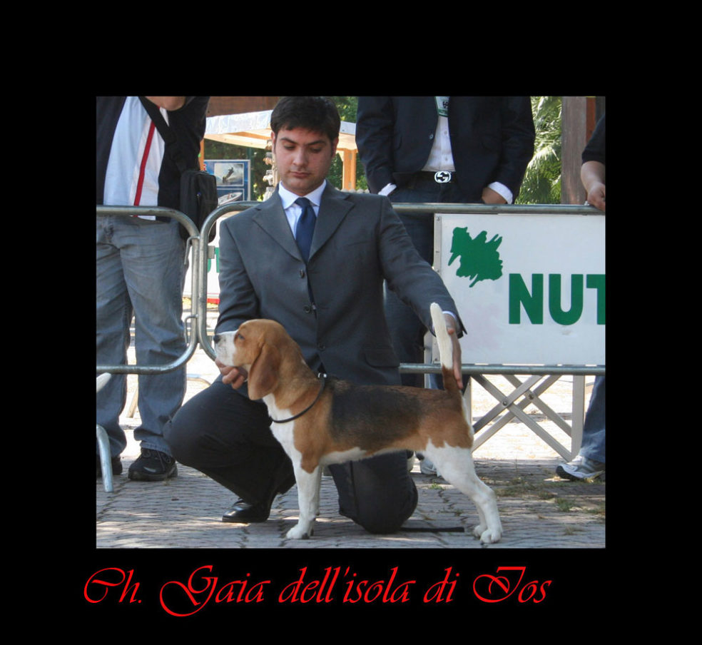 allevamento beagle torino napoli cuccioli