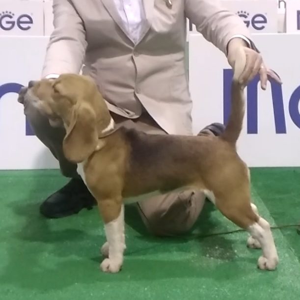 allevamento beagle torino napoli cuccioli