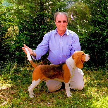 allevamento beagle torino napoli cuccioli