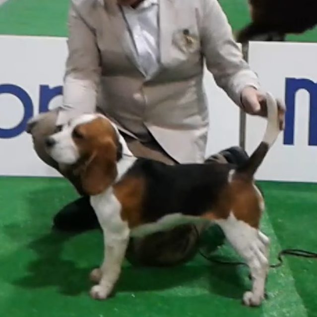 allevamento beagle torino napoli cuccioli