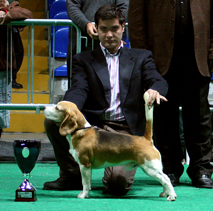 allevamento beagle torino napoli cuccioli