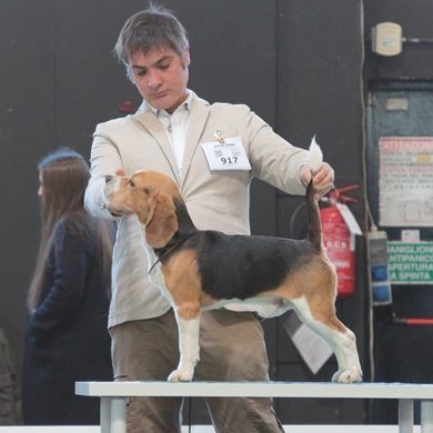 allevamento beagle torino napoli cuccioli