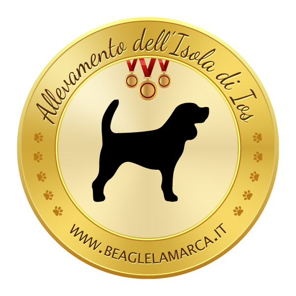 Allevamento Beagle Torino e Napoli