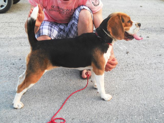 allevamento beagle torino napoli cuccioli