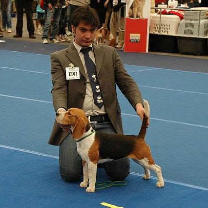 allevamento beagle torino napoli cuccioli