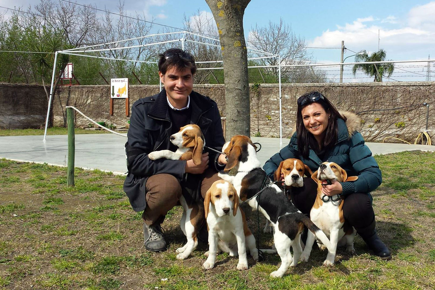 allevamento beagle torino napoli cuccioli