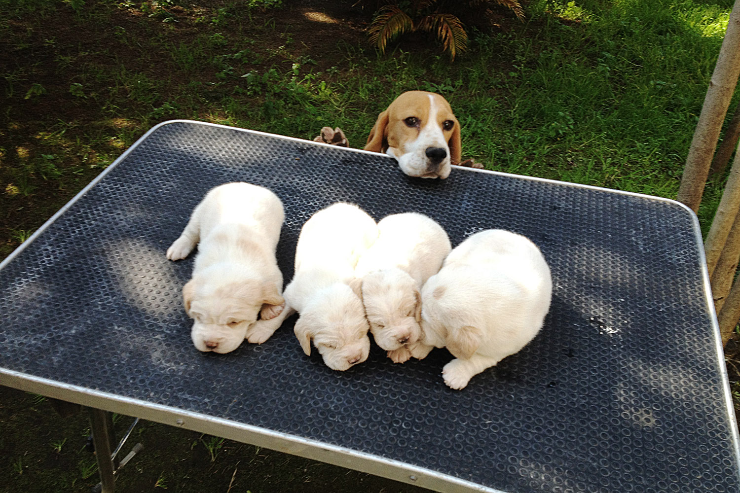 allevamento beagle torino napoli cuccioli