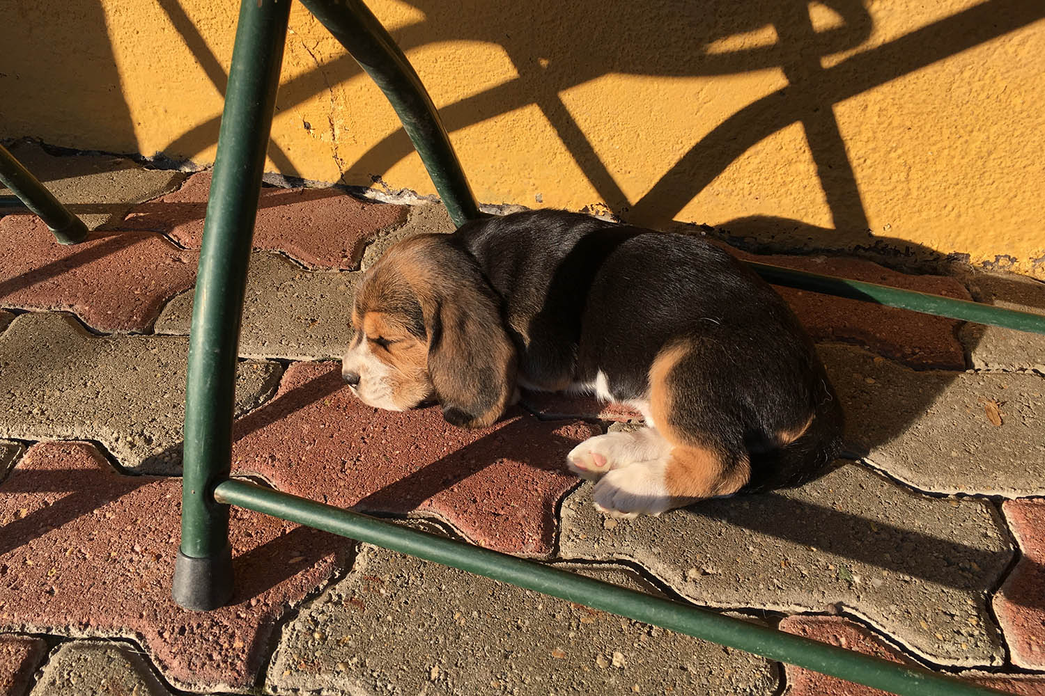 allevamento beagle torino napoli cuccioli
