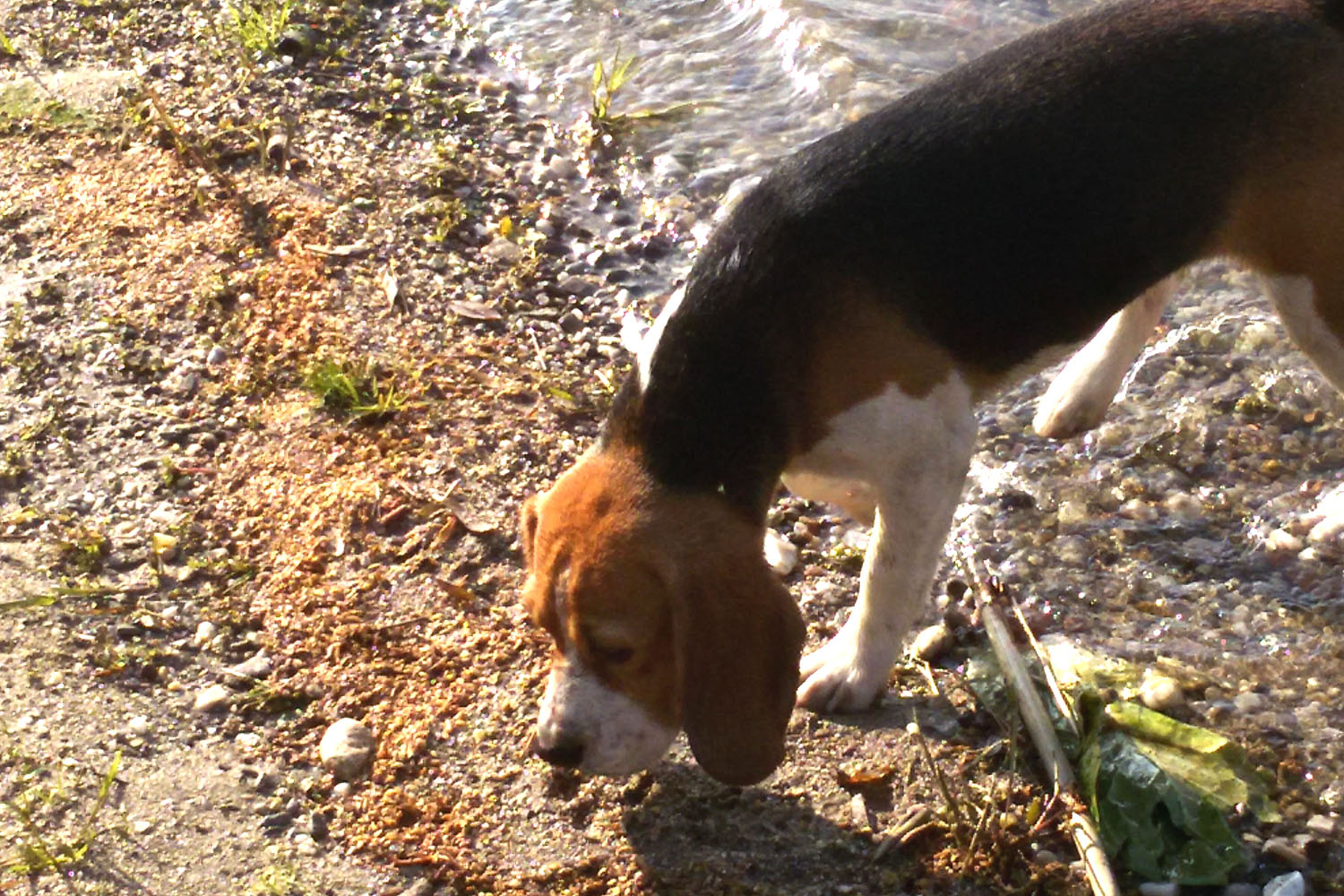 allevamento beagle torino napoli cuccioli