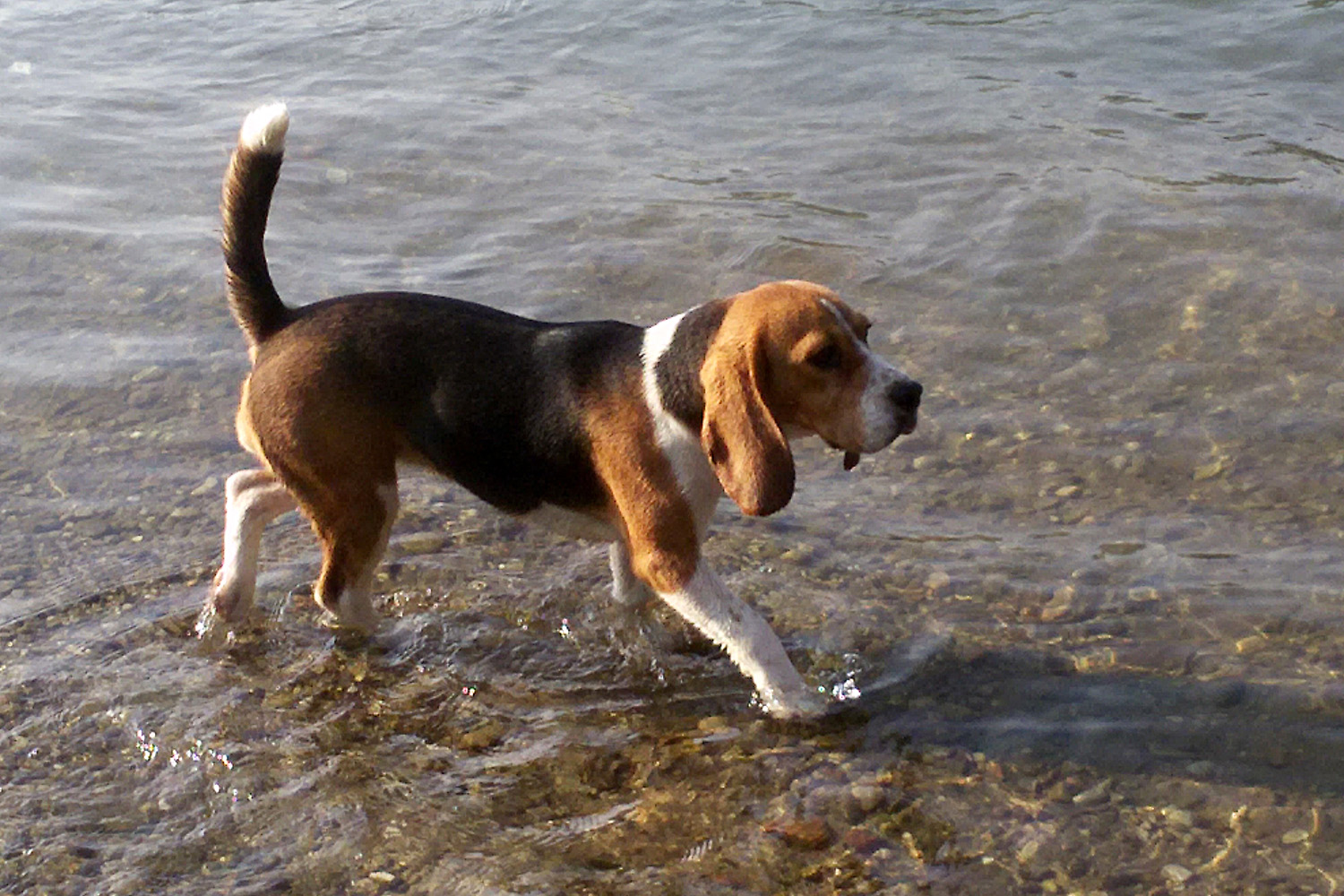 allevamento beagle torino napoli cuccioli