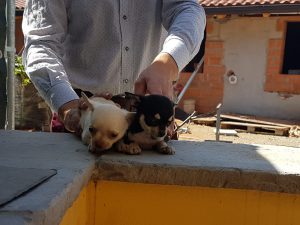 Archivi Cucciolate Beagle La Marca