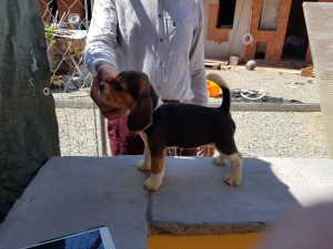 Archivi Cucciolate Beagle La Marca